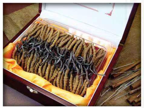 西昌镇冬虫夏草回收